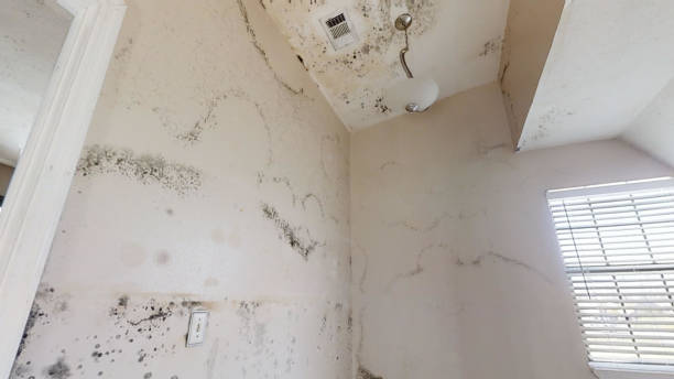 Best Mold Prevention Services  in Croton On Hudson, NY