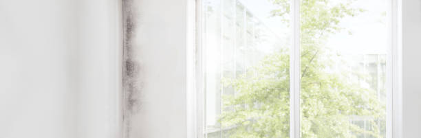 Best Forensic Mold Investigation  in Croton On Hudson, NY