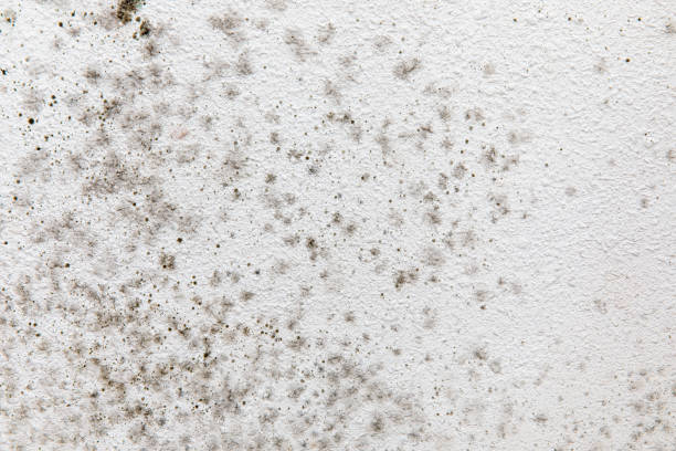 Best Mold Odor Removal Services  in Croton On Hudson, NY