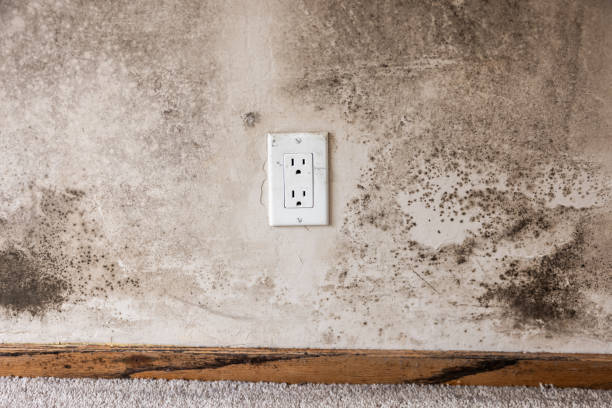 Best Black Mold Removal  in Croton On Hudson, NY