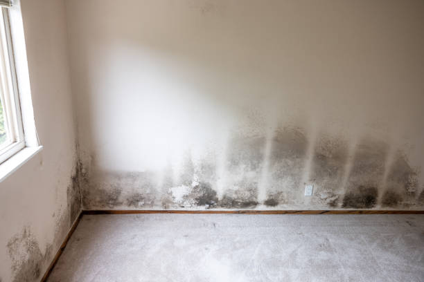 Best Mold-Related Health Consultation  in Croton On Hudson, NY